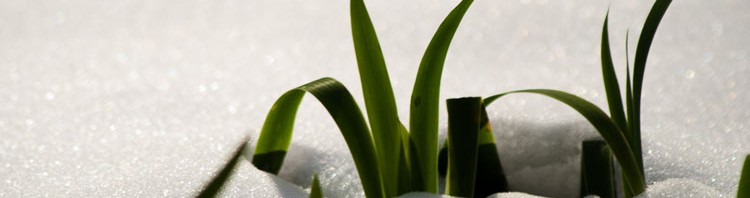 briznas de hierba en la nieve