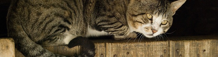 Un gato con tres pies